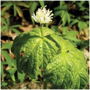 Goldenseal