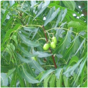 Neem