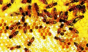 Bees-on-a-honeycomb-006